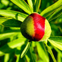 Brilliant flower buds  screen for extension Chrome web store in OffiDocs Chromium