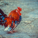 Brilliant rooster  screen for extension Chrome web store in OffiDocs Chromium