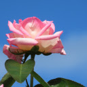 Brilliant Rose  screen for extension Chrome web store in OffiDocs Chromium
