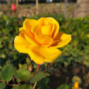Brilliant rose garden  screen for extension Chrome web store in OffiDocs Chromium