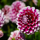 Brilliant spring colors  screen for extension Chrome web store in OffiDocs Chromium