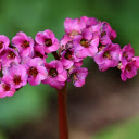 Brilliant stone lotus flower branches  screen for extension Chrome web store in OffiDocs Chromium