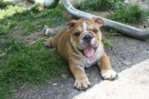 Free download British Bulldogs free photo or picture to be edited with GIMP online image editor