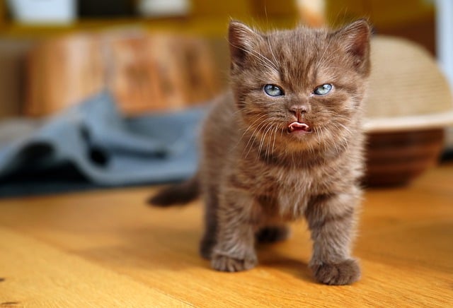 Free download british shorthair kitten cat free picture to be edited with GIMP free online image editor