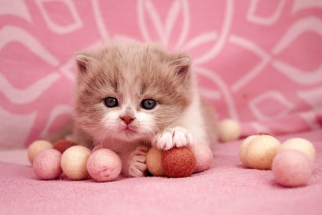 Free download british shorthair lilac bicolor free picture to be edited with GIMP free online image editor