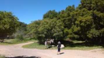 Free download BRODY AND MANARD the ZEBRA 2016 free photo or picture to be edited with GIMP online image editor