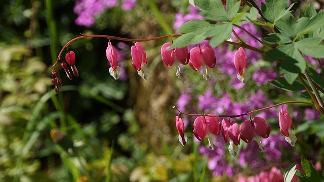 دانلود رایگان گیاهان زینتی قلب شکسته - عکس یا تصویر رایگان قابل ویرایش با ویرایشگر تصویر آنلاین GIMP