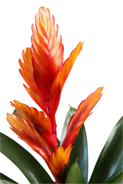 Free download Bromeliad Flower Blossom -  free illustration to be edited with GIMP free online image editor