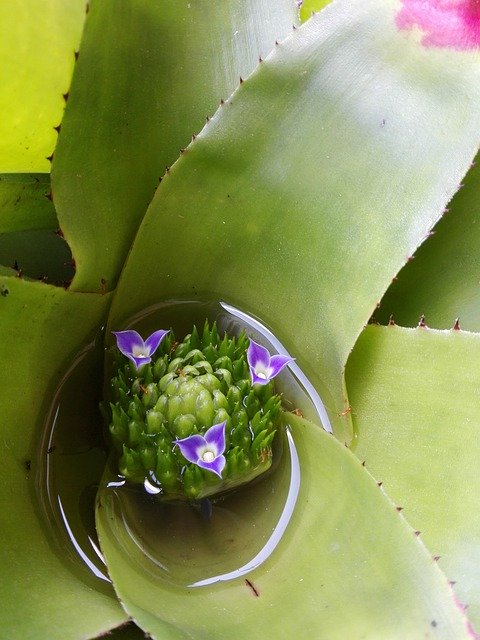 Bromeliad Flower Plant download gratuito - foto ou imagem grátis para ser editada com o editor de imagens online GIMP