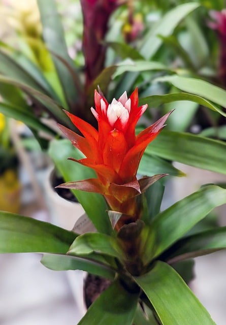 Free download bromeliad plant blossom flora plant free picture to be edited with GIMP free online image editor
