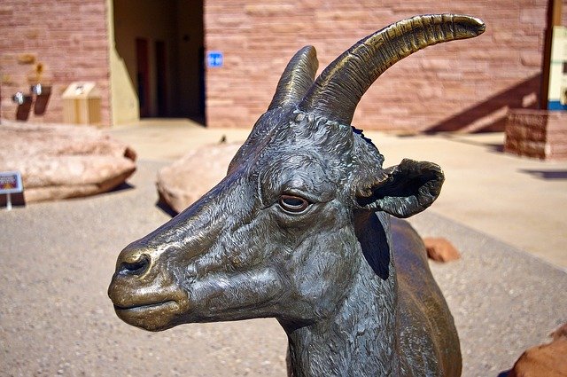 Free download Bronze Bighorn Ewe Statue -  free photo or picture to be edited with GIMP online image editor
