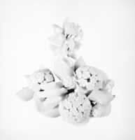 Free download Brooch with pendant (part of parure) free photo or picture to be edited with GIMP online image editor