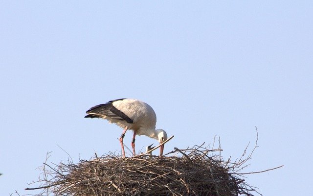 Muat turun percuma Brood Care Stork Adebar Rattle - foto atau gambar percuma untuk diedit dengan editor imej dalam talian GIMP