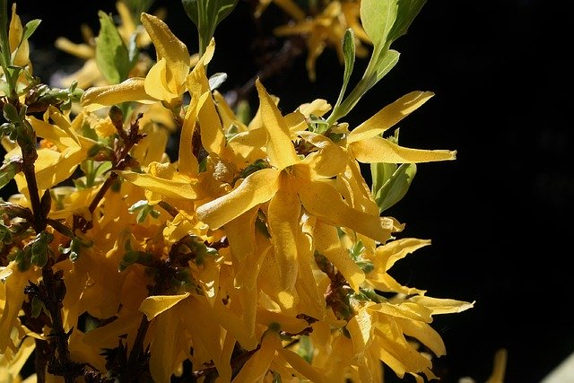 Free download Broom Gorse Blossom Yellow Close -  free photo or picture to be edited with GIMP online image editor