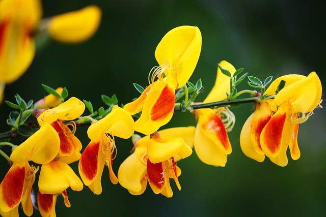 Free download broom gorse scotch broom flower free picture to be edited with GIMP free online image editor