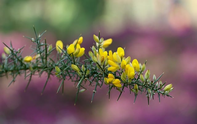 Free download broom gorse small flowered bud free picture to be edited with GIMP free online image editor
