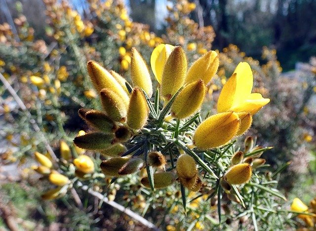 Free download Broom Scorpio Thorny -  free photo or picture to be edited with GIMP online image editor