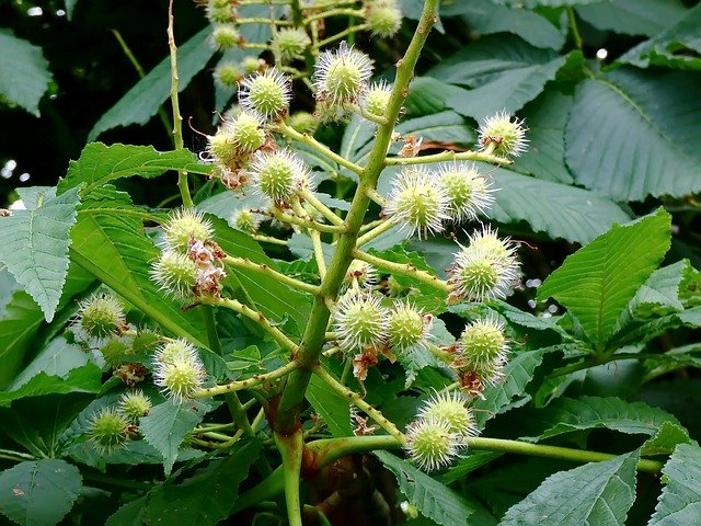 Free download Brown Aesculus Bug -  free photo or picture to be edited with GIMP online image editor
