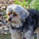 Brown and Gray Dog Standing on Green Grass  screen for extension Chrome web store in OffiDocs Chromium