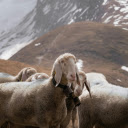 Brown and White Goats on Brown Grass Field  screen for extension Chrome web store in OffiDocs Chromium