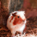 Brown and white mouse  screen for extension Chrome web store in OffiDocs Chromium