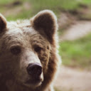 Brown Bear  screen for extension Chrome web store in OffiDocs Chromium