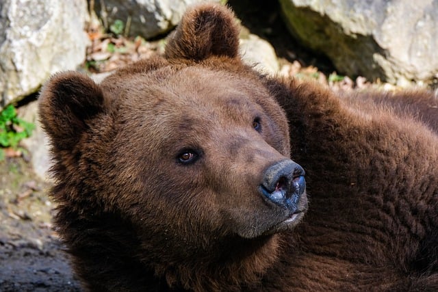 Descărcare gratuită a imaginii cu animale mamifer urs brun pentru a fi editată cu editorul de imagini online gratuit GIMP