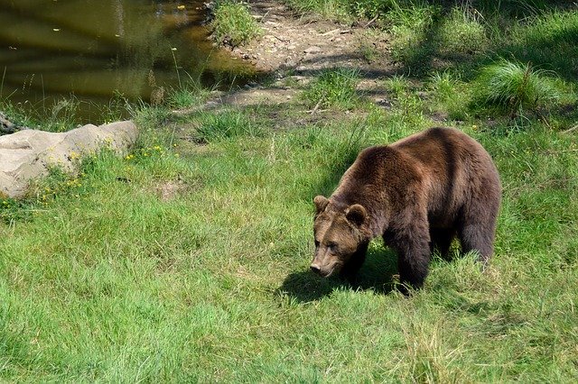 Free picture Brown Bear Animal Park -  to be edited by GIMP free image editor by OffiDocs