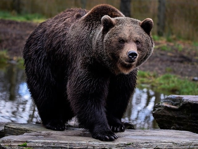 Free download brown bear bear predator hunter free picture to be edited with GIMP free online image editor