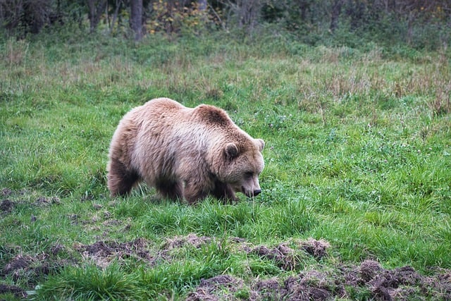 Free download brown bear bear wildlife free picture to be edited with GIMP free online image editor