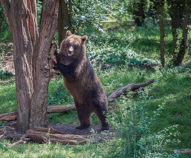 Descarga gratuita Brown Bear In A Tree: foto o imagen gratuita para editar con el editor de imágenes en línea GIMP