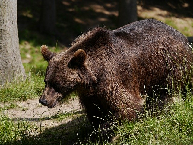 Descarga gratuita Brown Bear Nature Animal: foto o imagen gratuita para editar con el editor de imágenes en línea GIMP