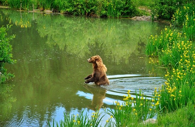 Template Photo Brown Bear Wildlife Park Wild -  for OffiDocs