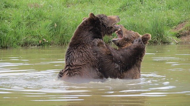 無料ダウンロードヒグマ動物園-GIMPオンライン画像エディタで編集できる無料の写真または画像