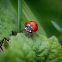 Brown beetle  screen for extension Chrome web store in OffiDocs Chromium