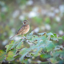 Brown bird on deep leafy branch  screen for extension Chrome web store in OffiDocs Chromium
