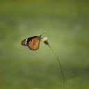 Brown butterfly  screen for extension Chrome web store in OffiDocs Chromium