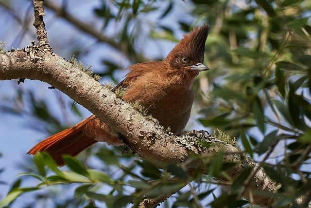Free download brown cacholote bird animal free picture to be edited with GIMP free online image editor