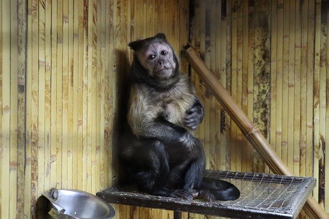 Free download Brown Capuchin Monkey -  free photo or picture to be edited with GIMP online image editor