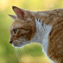 Brown cat  screen for extension Chrome web store in OffiDocs Chromium