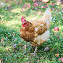 Brown chicken and apple orchard  screen for extension Chrome web store in OffiDocs Chromium