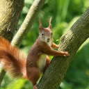 Brown chipmunk  screen for extension Chrome web store in OffiDocs Chromium