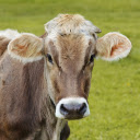 Brown Cow  screen for extension Chrome web store in OffiDocs Chromium