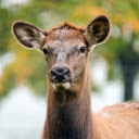 Brown deer  screen for extension Chrome web store in OffiDocs Chromium