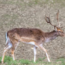 Brown Deer and Horns  screen for extension Chrome web store in OffiDocs Chromium