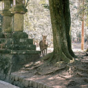Brown Deer Near Tree  screen for extension Chrome web store in OffiDocs Chromium