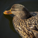 Brown duck in the pond  screen for extension Chrome web store in OffiDocs Chromium