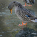 Brown ducks  screen for extension Chrome web store in OffiDocs Chromium