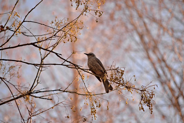 Free download brown eared bulbul bird tree free picture to be edited with GIMP free online image editor