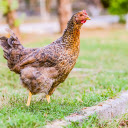 Brown Flower Hen  screen for extension Chrome web store in OffiDocs Chromium